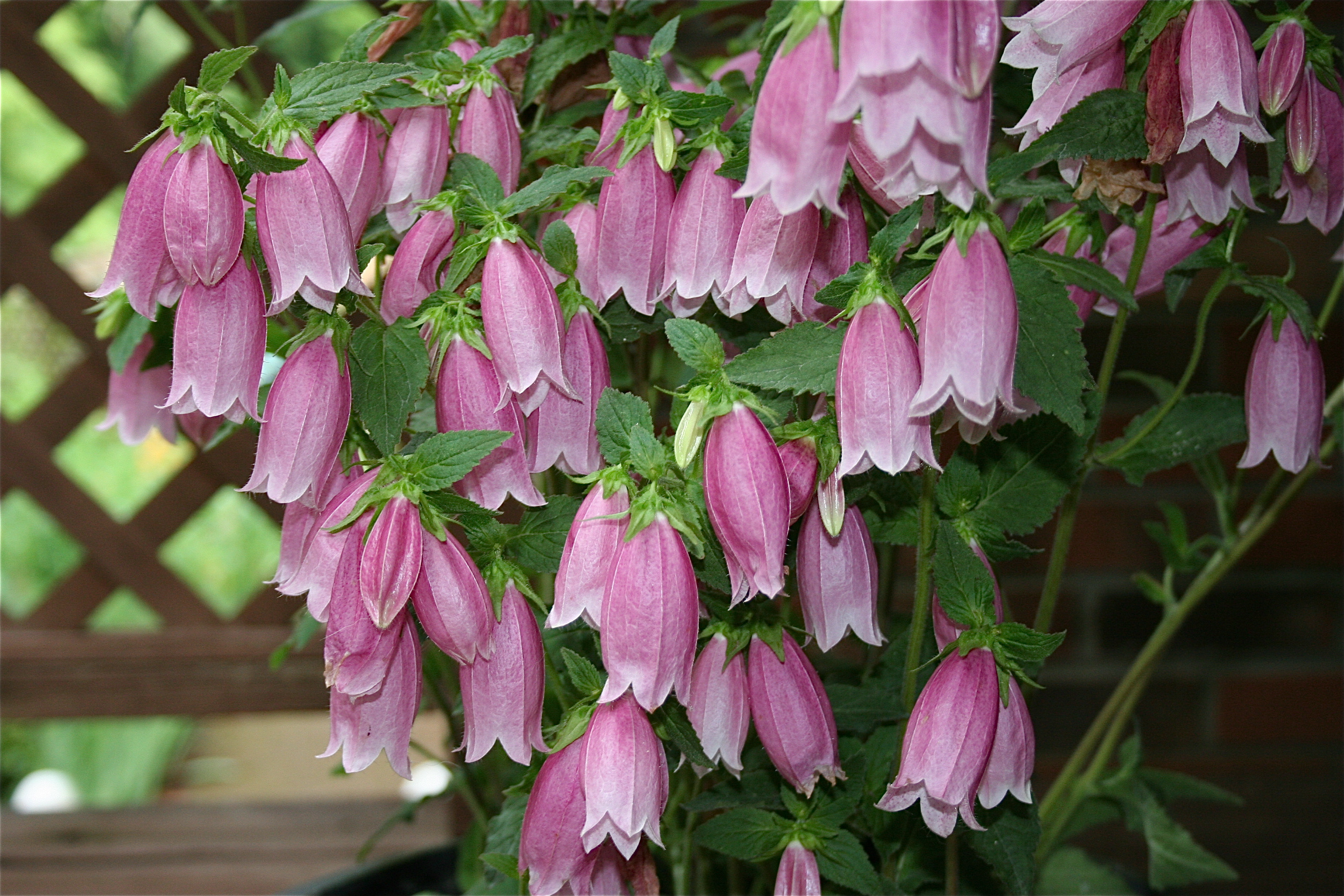 Campanula punctata 'Cherry Bells'